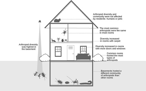 Diversidad y composición de insectos y otros artrópodos en las viviendas